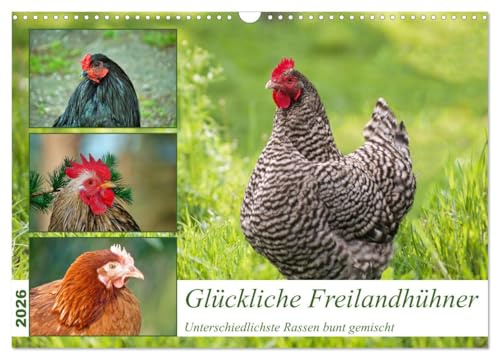 Glückliche Freilandhühner (Wandkalender 2026 DIN A3 quer), CALVENDO Monatskalender: Verschiedenste Hühnerrassen in der Freilandhaltung (CALVENDO Tiere)