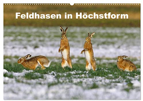 Feldhasen in Höchstform (Wandkalender 2026 DIN A2 quer), CALVENDO Monatskalender: Ausgewählte Bilder von Feldhasen in Aktion. (CALVENDO Tiere)