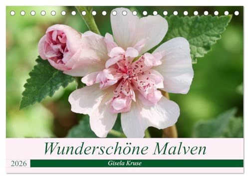 Wunderschöne Malven (Tischkalender 2026 DIN A5 quer), CALVENDO Monatskalender: Ein Ausflug in die Welt der Malvengewächse (CALVENDO Natur)