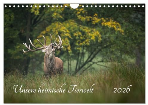 Unsere heimische Tierwelt (Wandkalender 2026 DIN A4 quer), CALVENDO Monatskalender: Das Rhein-Main Gebiet und seine atemberaubend schöne Tierwelt (CALVENDO Tiere)