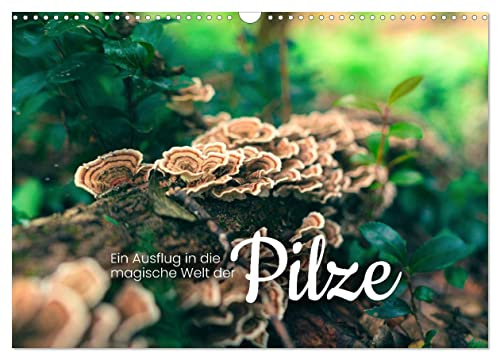 Ein Ausflug in die magische Welt der Pilze (Wandkalender 2026 DIN A3 quer), CALVENDO Monatskalender: Weder Gemüse noch Tier. (CALVENDO Natur)