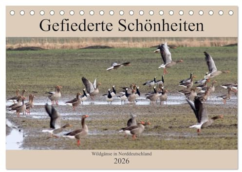 Gefiederte Schönheiten - Wildgänse in Norddeutschland (Tischkalender 2026 DIN A5 quer), CALVENDO Monatskalender: In beeindruckenden Fotos zeigt der ... in Norddeutschland. (CALVENDO Tiere)