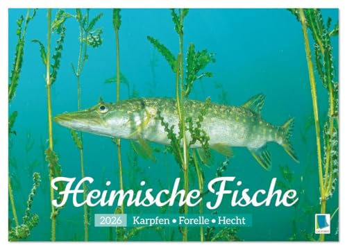 Heimische Fische: Karpfen, Forelle, Hecht (Wandkalender 2026 DIN A2 quer), CALVENDO Monatskalender: Die ganze Vielfalt der Fische in unseren heimischen Gewässern (CALVENDO Hobbys)