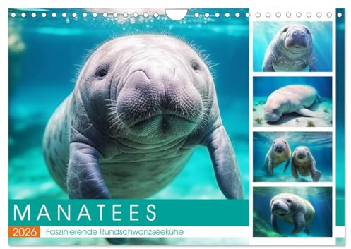 Manatees. Faszinierende Rundschwanzseekühe (Wandkalender 2026 DIN A4 quer), CALVENDO Monatskalender: Die sanften Riesen des Meeres in schönen Bildern (CALVENDO Tiere)