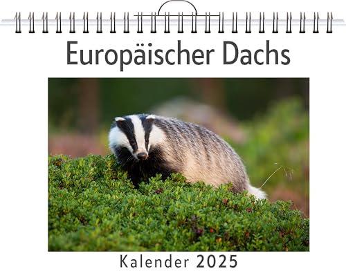 Europäischer Dachs - (Wandkalender 2025, Kalender DIN A4 quer, Monatskalender im Querformat mit Kalendarium, das perfekte Geschenk)