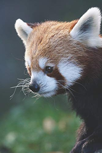Katzenbär / Panda Notizbuch: mir rotem Panda aka. Katzenbär als Motiv | 120 Seiten liniert in Taschenbuchgröße