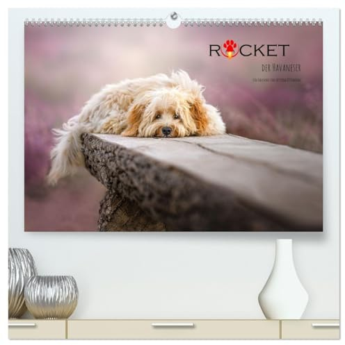 Rocket der Havaneser (hochwertiger Premium Wandkalender 2026 DIN A2 quer), Kunstdruck in Hochglanz: Kleiner Havaneser ganz groß (CALVENDO Tiere)