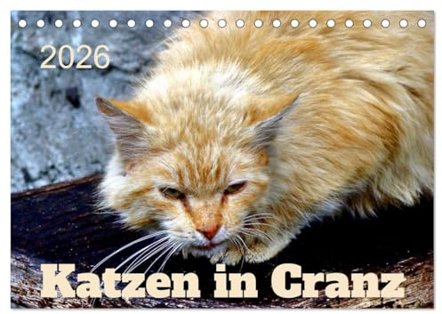 Katzen in Cranz (Tischkalender 2026 DIN A5 quer), CALVENDO Monatskalender: Katzen verschiedener Rassen in Selenogradsk/Cranz (CALVENDO Tiere)
