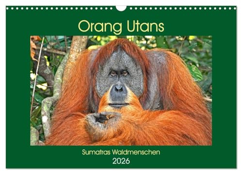 Orang Utans Sumatras Waldmenschen (Wandkalender 2026 DIN A3 quer), CALVENDO Monatskalender: Bezaubernde Momentaufnahmen der faszinierenden Menschenaffen (CALVENDO Tiere)