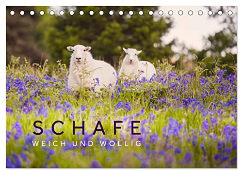 Schafe - Weich und wollig (Tischkalender 2026 DIN A5 quer), CALVENDO Monatskalender: Schafe unterwegs in schönen Landschaften aus Wales, Norwegen und Irland. (CALVENDO Tiere)