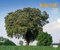 Bäume, Fotokunst-Kalender 2011