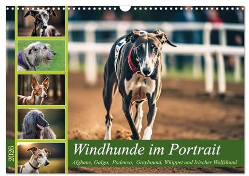 Windhunde im Portrait (Wandkalender 2026 DIN A3 quer), CALVENDO Monatskalender: Sechs Windhunde mit kurzer Rassebeschreibung (CALVENDO Tiere)