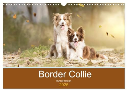 Border Collie - Bunt und clever! (Wandkalender 2026 DIN A3 quer), CALVENDO Monatskalender: Border Collies - die bunten Hunde machen einfach Spaß! (CALVENDO Tiere)