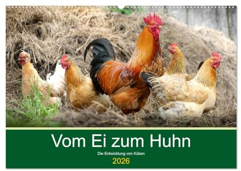 Vom Ei zum Huhn. Die Entwicklung von Küken (Wandkalender 2026 DIN A2 quer), CALVENDO Monatskalender: Die erstaunliche Geburt von niedlichen Küken (CALVENDO Tiere)