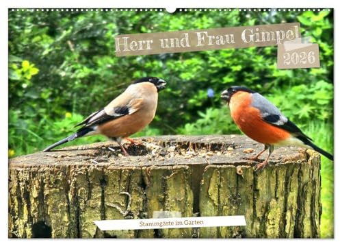 Herr und Frau Gimpel - Stammgäste im Garten (Wandkalender 2026 DIN A2 quer), CALVENDO Monatskalender: Ein Dompfaff und seine Frau an Futterplätzen im Garten (CALVENDO Tiere)