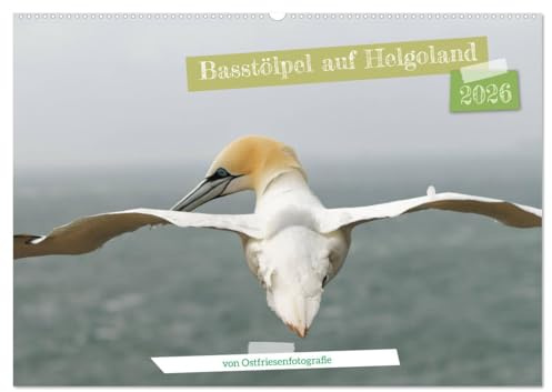 Basstölpel auf Helgoland - von Ostfriesenfotografie (Wandkalender 2026 DIN A2 quer), CALVENDO Monatskalender: Zu Besuch bei den Basstölpeln auf Helgoland (CALVENDO Tiere)