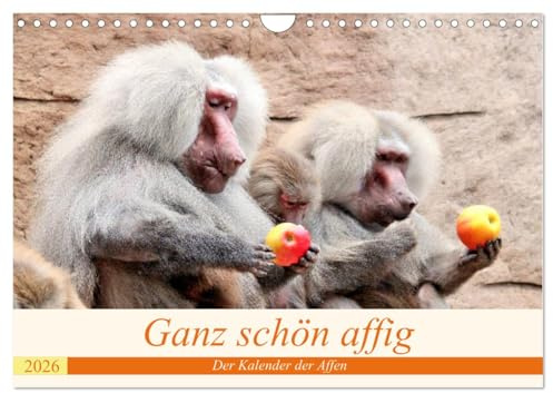 Ganz schön affig - Der Kalender der Affen (Wandkalender 2026 DIN A4 quer), CALVENDO Monatskalender: Die lustigen Gesellen im Tierreich (CALVENDO Tiere)