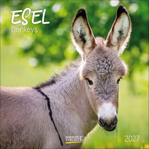 Esel 2027: Broschürenkalender mit Ferienterminen und Bildern von süßen Eseln. 30 x 30 cm