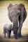 Africa - Elephant and Baby - Poster Plakat Druck - Maxiposter Grösse 61x91,5 cm