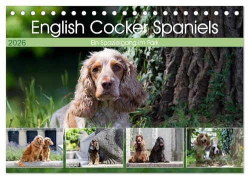 English Cocker Spaniels - Ein Spaziergang im Park (Tischkalender 2026 DIN A5 quer), CALVENDO Monatskalender: English Cocker Spaniel im Park auf der Mathildenhöhe (CALVENDO Tiere)