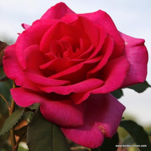 2 botes de rosas – Rosa 'Parole' 25 – 30 cm – fuertes aromas y flores impresionantes