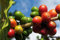 10 semi di pianta di caffè, albero del caffè, cespuglio di caffè (Coffea Arabica)
