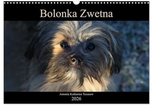 Bolonka Zwetna 2026 (Wandkalender 2026 DIN A3 quer), CALVENDO Monatskalender: Anschaulich, liebevoll und kreativ wurde hier der beliebte Zarenhund in Szene gesetzt (CALVENDO Tiere)