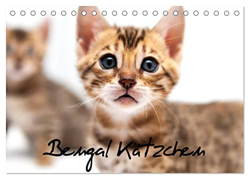 Bengal Kätzchen (Tischkalender 2026 DIN A5 quer), CALVENDO Monatskalender: Wundervolle Momente von Bengalkitten eingefangen. (CALVENDO Tiere)