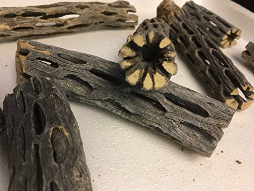 catappa-leaves Cholla Cactus Wood Lot de 2 tubes de grotte en bois Vuka pour crevettes et autres crevettes