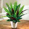 50 Stück Sehr selten Thailand Calathea Blumensamen Urlaub Pfau Pflanze Low Light Hochfeuchte- leicht anzubauen Garden Ornament 9