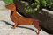 Edelrost Dackel Benji 3D 47 x 27 cm Hund Tierfigur Gartendekoration Rost