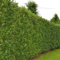 Gardline - Kirschlorbeer Lorbeerkirsche Caucasica 40-60 cm IM TOPF. 10-200 Heckenpflanzen - 10 St. (ca. 2,5 Meter)