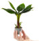 Baby Bananenpflanze Musa Acuminata Kleine dekorative Zimmerpflanze im 6cm Topf