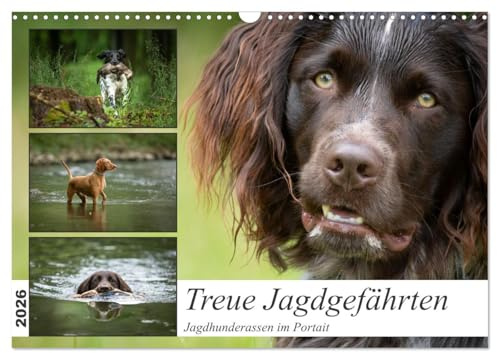 Treue Jagdgefährten - Jagdhunderassen im Portrait (Wandkalender 2026 DIN A3 quer), CALVENDO Monatskalender: Jagdhundvielfalt - Eleganz und Stärke in jedem Monat (CALVENDO Tiere)