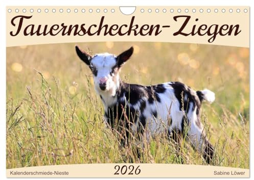 Tauernschecken-Ziegen (Wandkalender 2026 DIN A4 quer), CALVENDO Monatskalender: Eine Gebirgsziegenrasse aus den Hohen Tauern (CALVENDO Tiere)