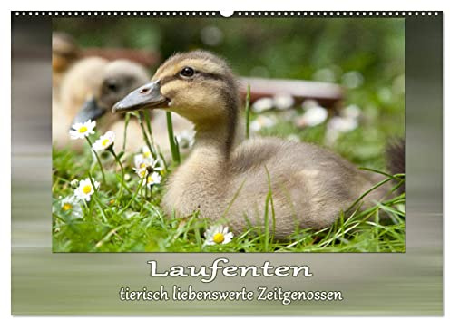 Laufenten - tierisch liebenswerte Zeitgenossen (Wandkalender 2026 DIN A2 quer), CALVENDO Monatskalender: Ein Muss für jeden Laufentenliebhaber! (CALVENDO Tiere)