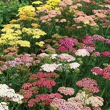 6 Mixed Achillea Yarrow Plug Plants Cottage Garden Perennial Plug Plants