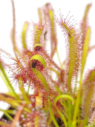 Fangblatt - Drosera Capensis - Kap-Sonnentau im Ø 9 cm Topf - exotische fleischfressende Pflanze - pflegeleichte Karnivore