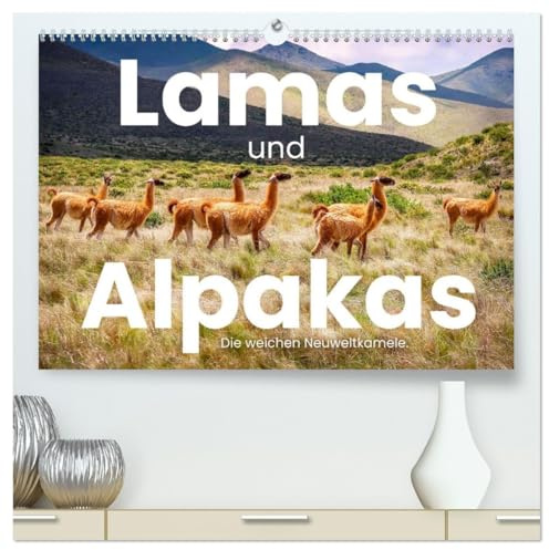 Lamas und Alpakas - Die weichen Neuweltkamele. (hochwertiger Premium Wandkalender 2026 DIN A2 quer), Kunstdruck in Hochglanz: 12 Aufnahmen der wundervollen Tiere. (CALVENDO Tiere)