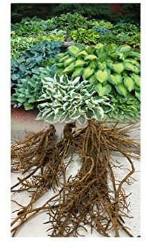 GARTHWAITE NURSERIES® : - UK Stockist : - 6 Hosta Pot Luck Plantain Lily Mixed Varieties Bare Root Perennial Plant Grade 1