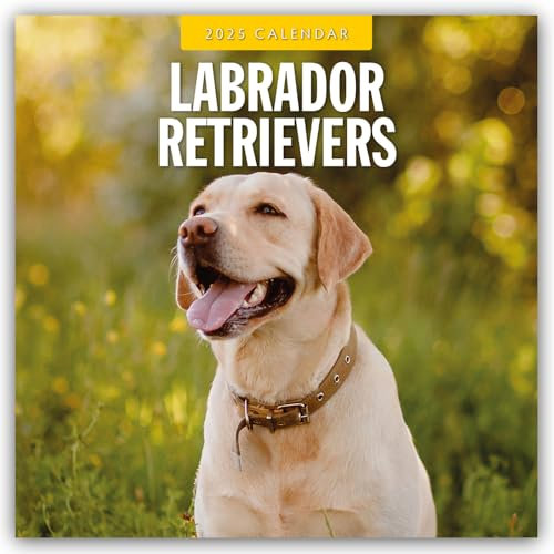 Labrador Retrievers – Labrador Retriever 2025 – 16-Monatskalender: Original Red Robin Publishing Ltd-Kalender [Mehrsprachig] [Kalender] (Wall-Kalender)