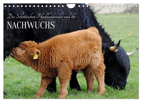 Die Schottischen Hochlandrinder und ihr Nachwuchs (Wandkalender 2026 DIN A4 quer), CALVENDO Monatskalender: Wuschelige Riesen und süßer Nachwuchs (CALVENDO Tiere)