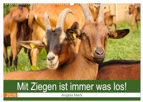 Mit Ziegen ist immer was los! (Wandkalender 2026 DIN A2 quer), CALVENDO Monatskalender: Mit Ziegen kommt keine Langeweile auf! (CALVENDO Tiere)