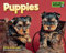 Puppies Mini Box 2023 Calendar