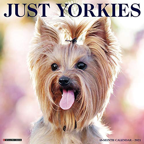 Just Yorkies 2021 Calendar