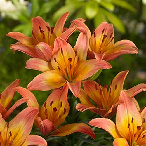 Lilium Rhizome, Überraschend wachsend, MehrjäHrig Blühend Lilien, Gefüllte Blüten, Winterhart Lilium, Beste Sorte, 6zwiebeln-H