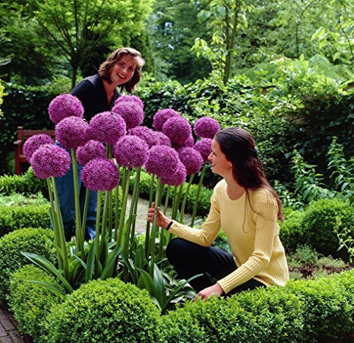 RIESEN ZIERLAUCH (Allium giganteum) - 50 Samen / Pack - winterharte Zierpflanze für den Garten - mehrjährig