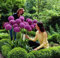 RIESEN ZIERLAUCH (Allium giganteum) - 50 Samen / Pack - winterharte Zierpflanze für den Garten - mehrjährig