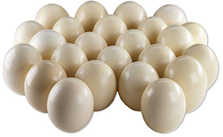 12 Straußeneier aus Südafrika - 1A Qualität - Straußenei - Größe ca. 13-16cm - naturbelassen, entleert, ausgeblasen und gereinigt