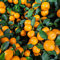 Haloppe 50 Stück Orangenbaum-Fruchtsamen für die Bepflanzung des Hausgartens, Orangenbaum-Samen, Topffrüchte, Kumquat, Mandarine, Zitrusfrüchte, Garten, Hofdekoration Orangensamen